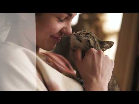 Bauzaar Alfa Premium Cat Food Sterilised Manzo In Vendita