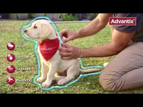 Bauzaar Advantix antiparassitario Spot-On per cani Presa