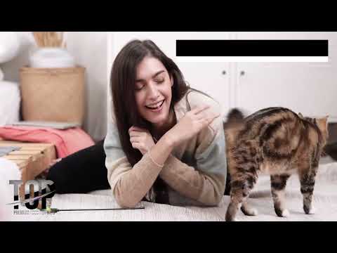 Bauzaar Top Gatto Meat Adult ricco di manzo Vendite Flash