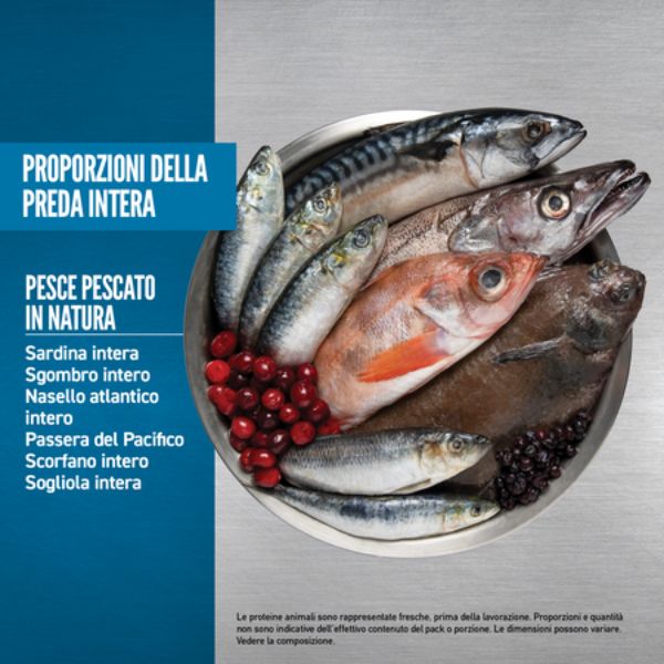 Bauzaar Orijen Six Fish Dog Food Nuovo