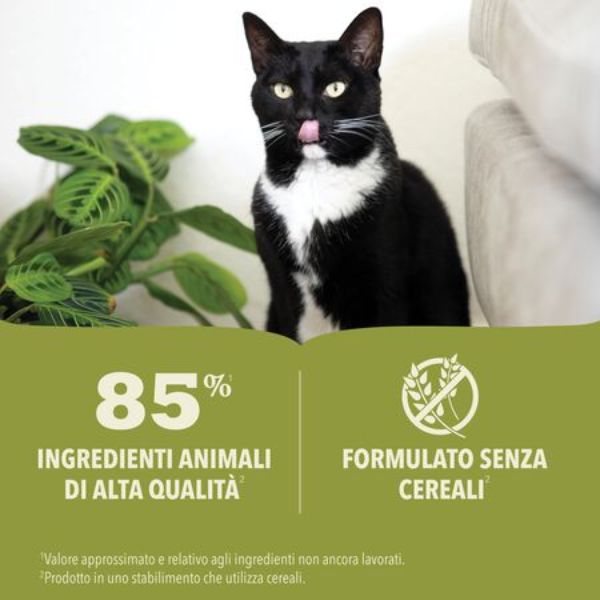 Bauzaar confezione da 6 In Vendita