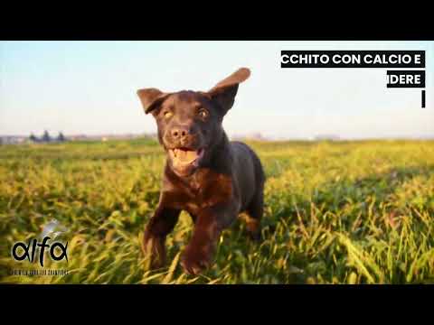 Bauzaar Alfa Premium Dog Food Puppies All Breeds Negozi Online