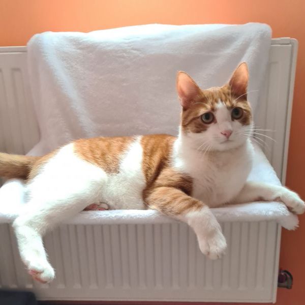 Bauzaar Amaca da radiatore per gatto Trixie Vendita Economica