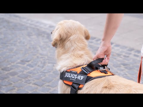 Bauzaar Pettorina IDC Powair harness Julius-K9 Spedizione Gratuita