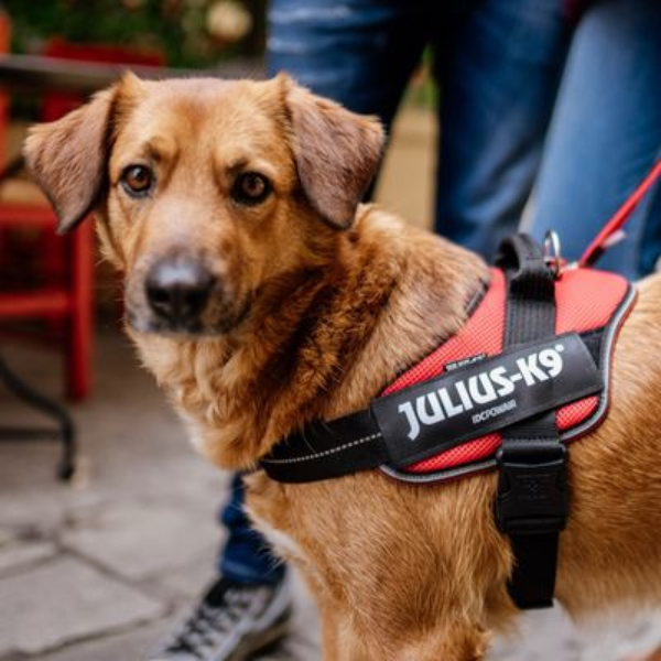 Bauzaar Pettorina IDC Powair harness Julius-K9 Spedizione Gratuita