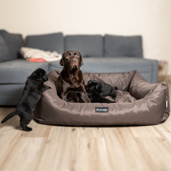 Bauzaar Cuccia per cani da interno Petit Sofà Dreamaway Boston Fabotex Negozi Online
