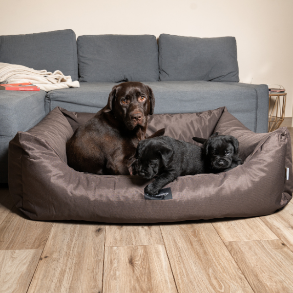 Bauzaar Cuccia per cani da interno Petit Sofà Dreamaway Boston Fabotex Negozi Online