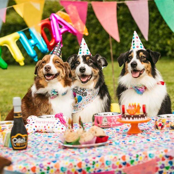 Bauzaar Peluche per cani Party Croci Offerta per la Festa della Mamma