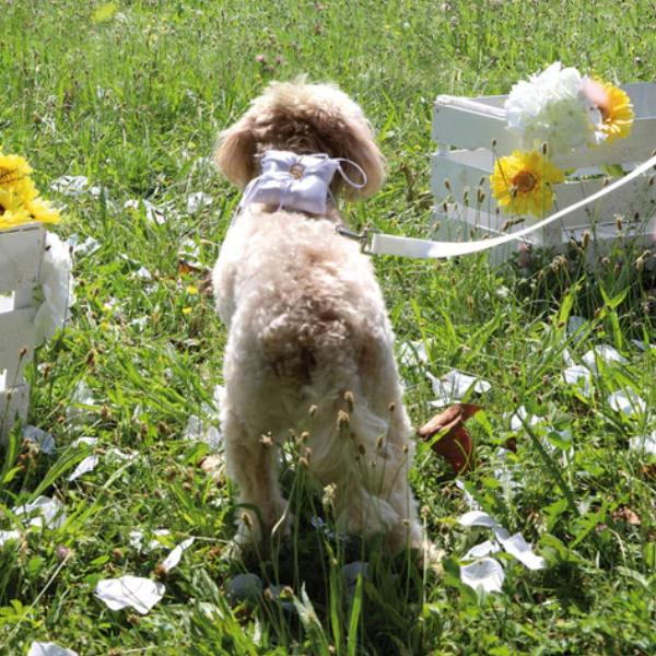 Bauzaar Guinzaglio per cani da cerimonia Croci Ceremony Nuovi prodotti