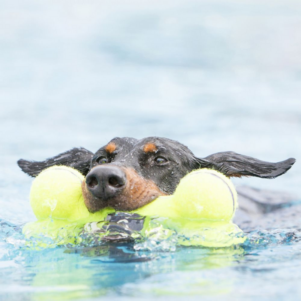 Bauzaar Kong Airdog Squeaker Bone Prezzo basso