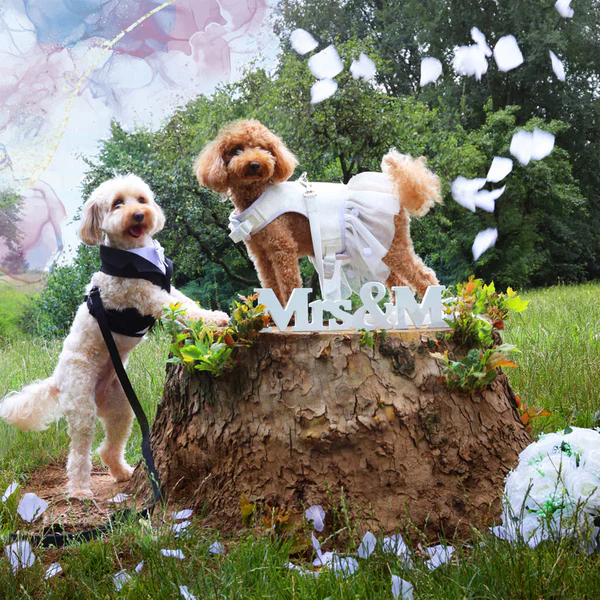 Bauzaar Pettorina per cani da cerimonia Croci Ceremony Ultimo giorno