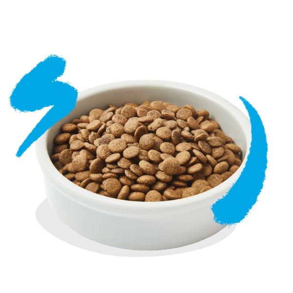 Bauzaar Edgard & Cooper Cat Adult Grain Free Salmone Flash Sale