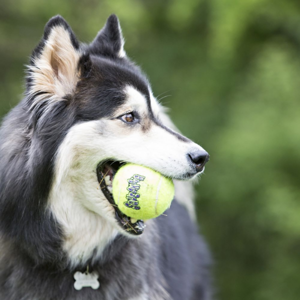 Bauzaar Kong Air Squeaker Tennis Ball In Linea