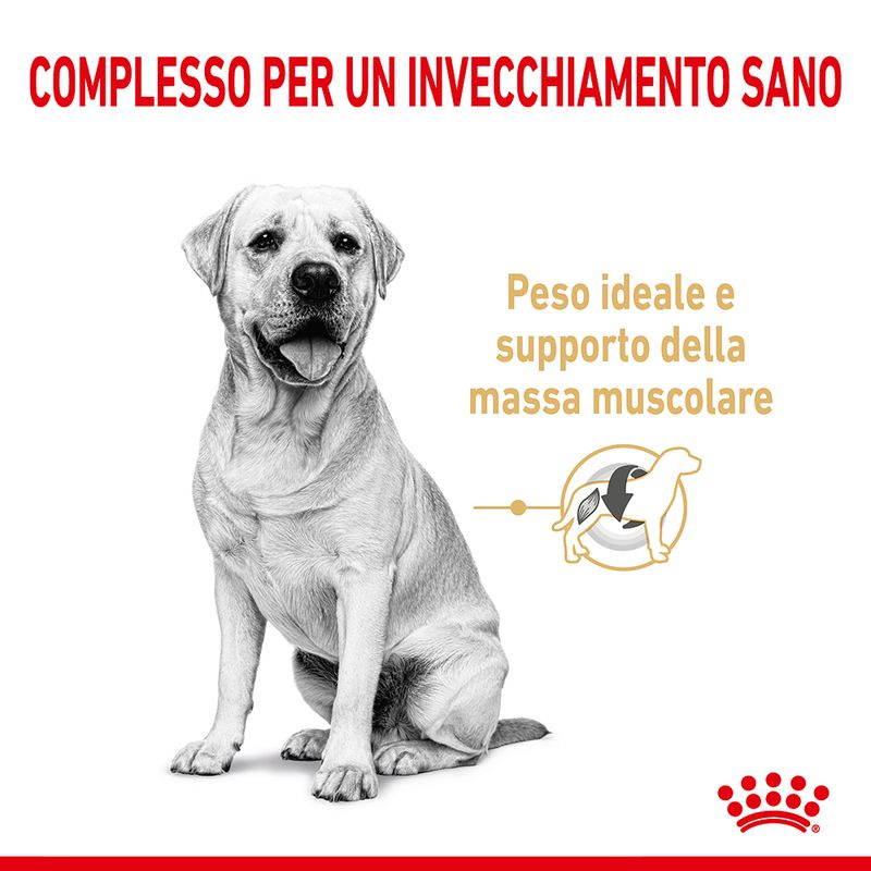 Zooplus Royal Canin Labrador Retriever Adult 5+ Crocchette per cane Vendita Economica