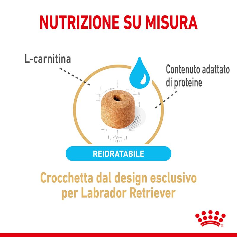 Zooplus Royal Canin Labrador Retriever Adult 5+ Crocchette per cane Vendita Economica