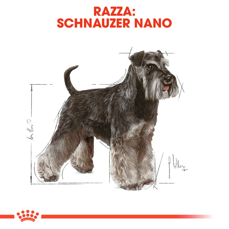 Zooplus Royal Canin Miniature Schnauzer Adult Crocchette per cane Vendite Flash