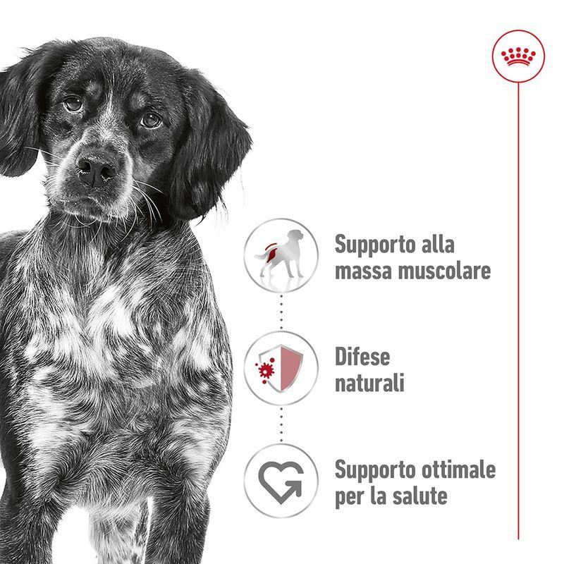 Zooplus Royal Canin Medium Adult Crocchette per cane Economico