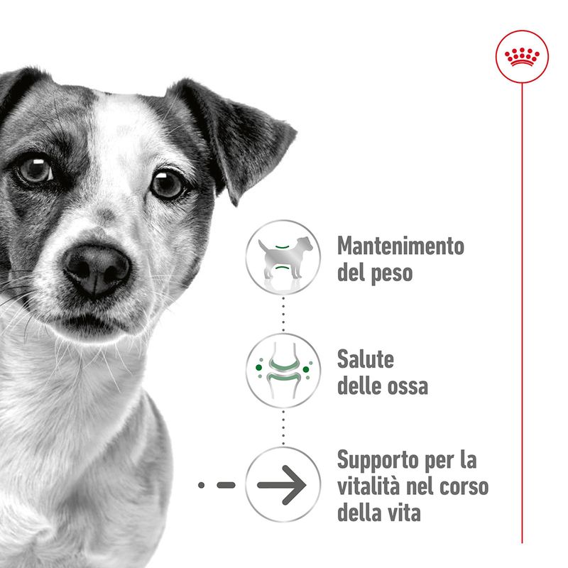 Zooplus Royal Canin Mini Ageing 12+ Crocchette per cane Hotsell