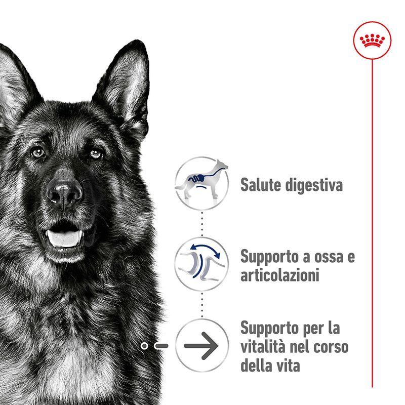 Zooplus Royal Canin Maxi Ageing 8+ Crocchette per cane Saldi Di Fabbrica