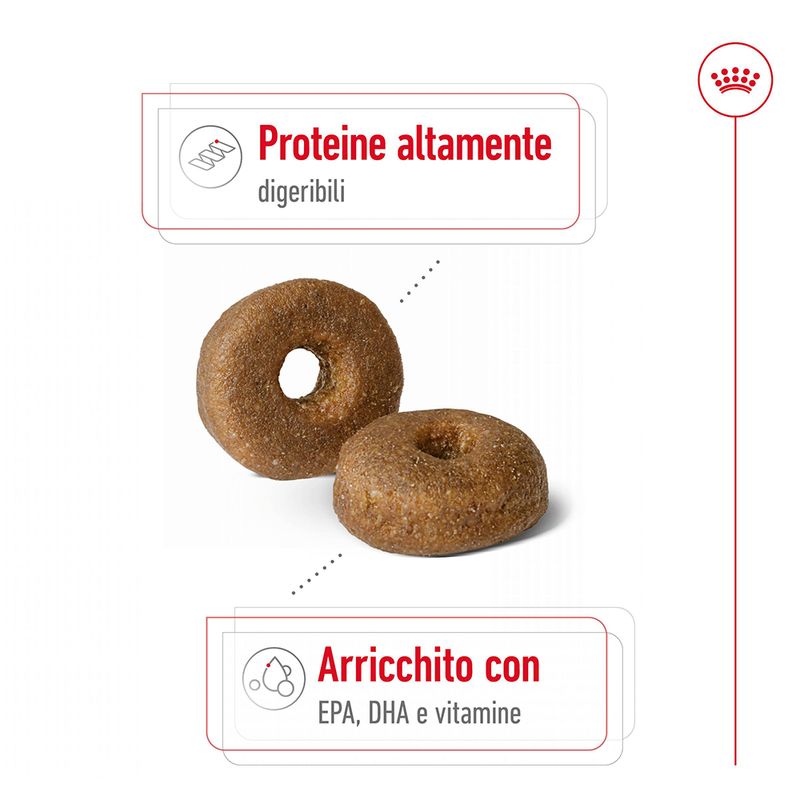 Zooplus Royal Canin Maxi Ageing 8+ Crocchette per cane Saldi Di Fabbrica
