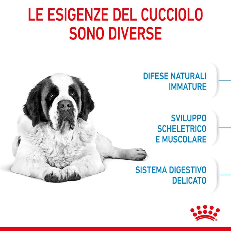 Zooplus Royal Canin Giant Junior Crocchette cane Negozio