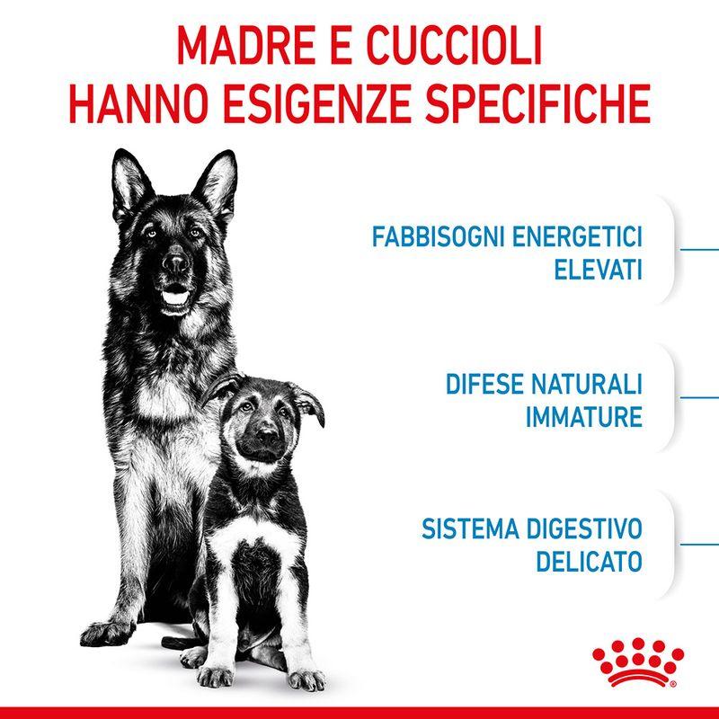 Zooplus Royal Canin Maxi Starter Mother & Babydog Crocchette per cane 2025