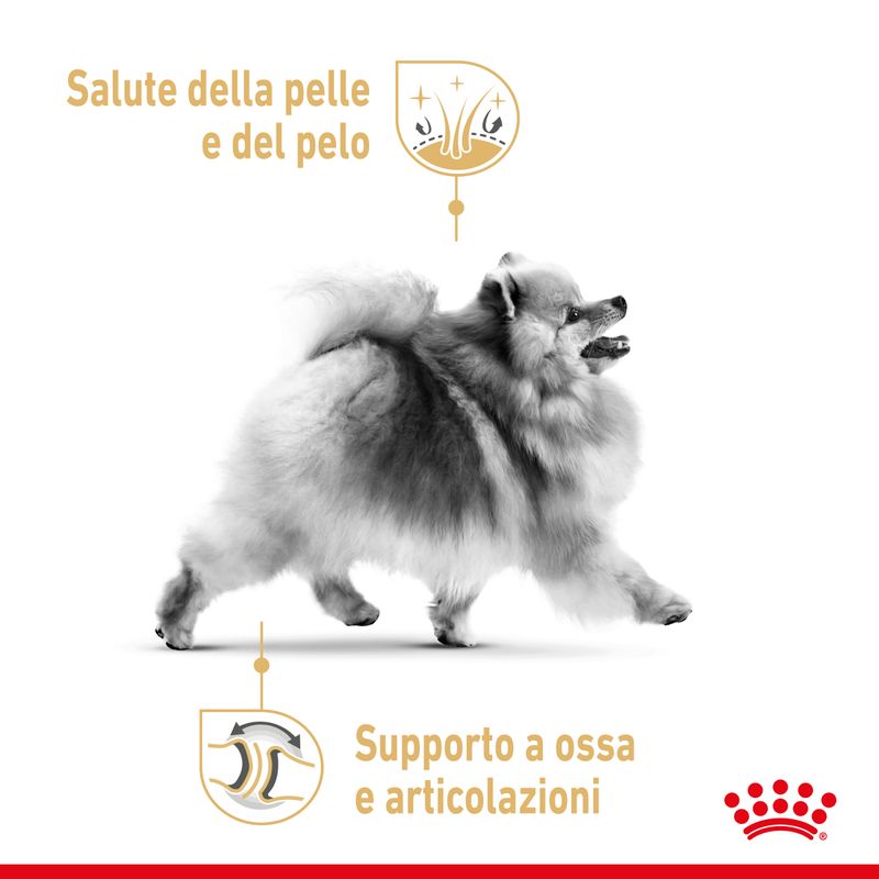 Zooplus Royal Canin Volpino di Pomerania (Pomeranian) Adult Crocchette Offerta Anniversario