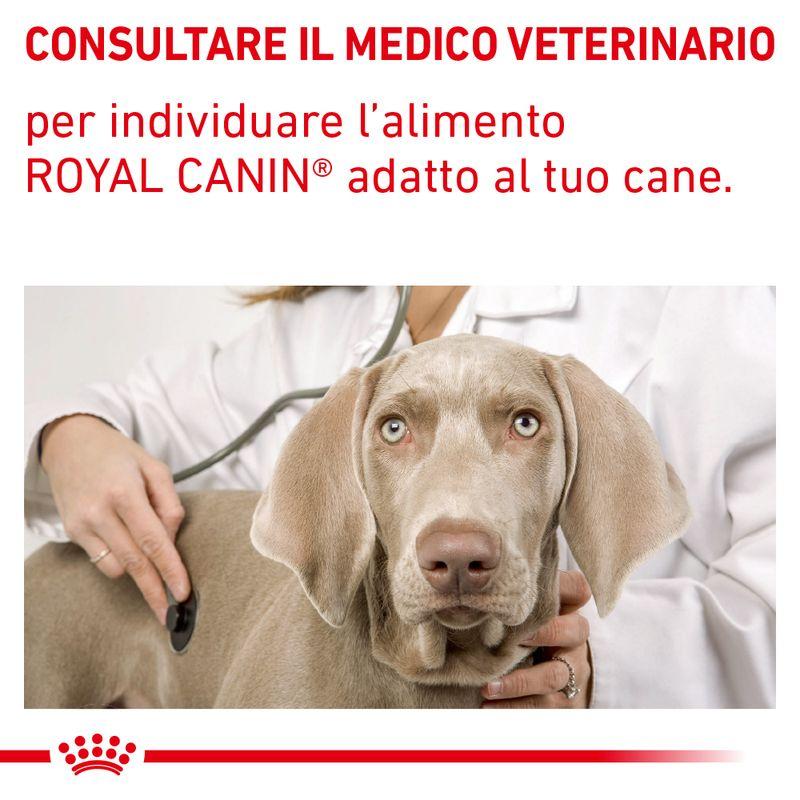 Zooplus Royal Canin Gastrointestinal Low Fat Veterinary Patè umido per cane Ultimo giorno