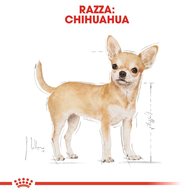 Zooplus Royal Canin Chihuahua Mousse umido per cane Prezzo di fabbrica