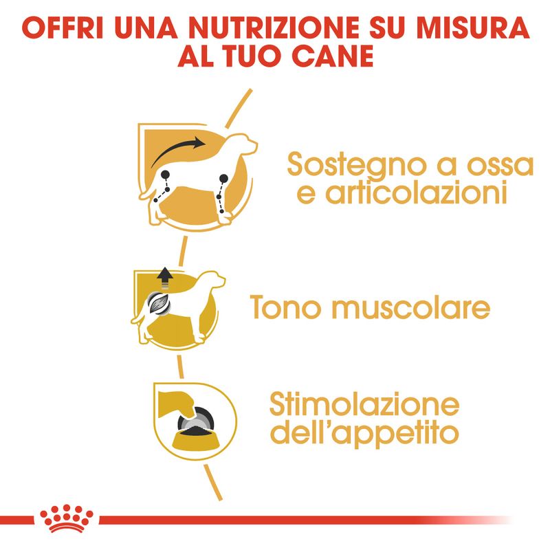 Zooplus Royal Canin Bassotto (Dachshund) Adult Patè umido per cane Fornitura limitata