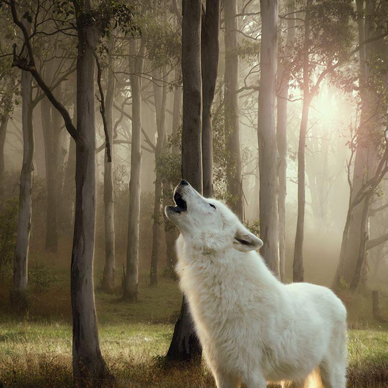 Zooplus Wolf of Wilderness 1 x 400 g Ultimo giorno