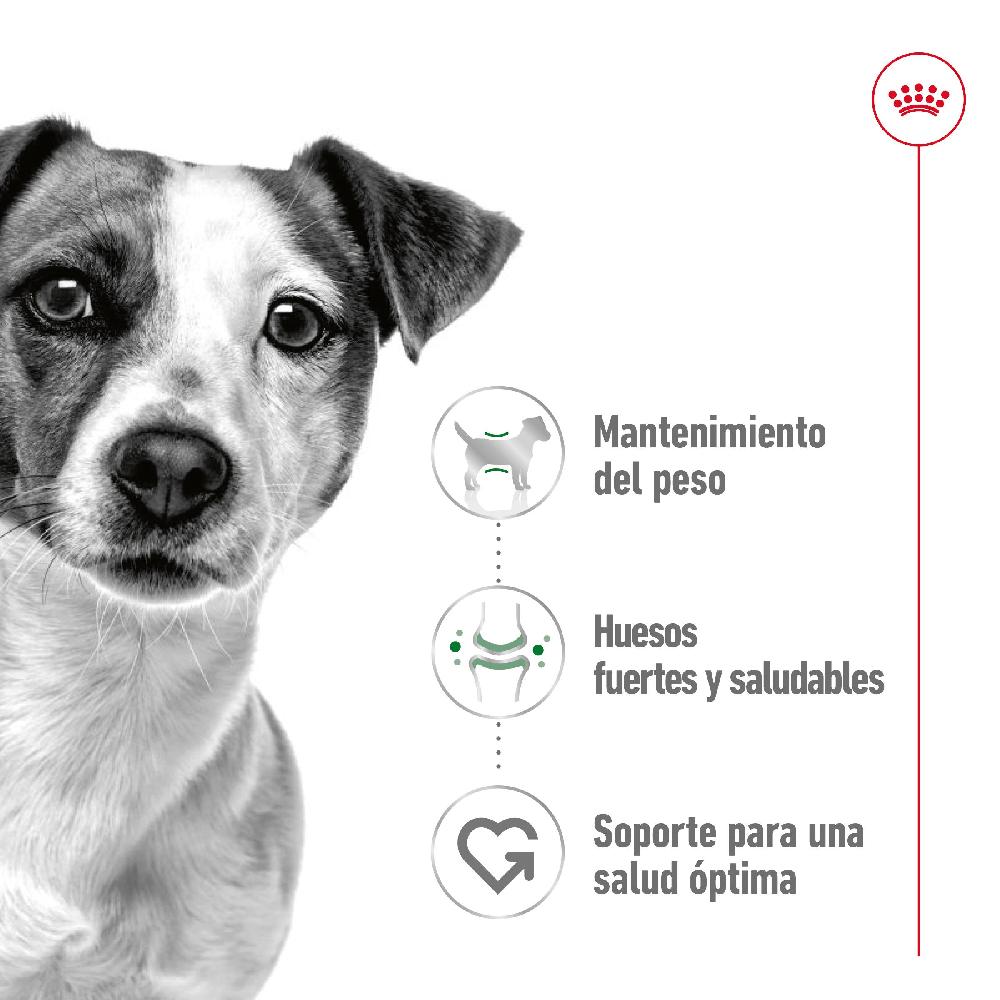 Miscota Royal Canin Mini Adult Alimento Umido in Patè per Cani I Più Venduti