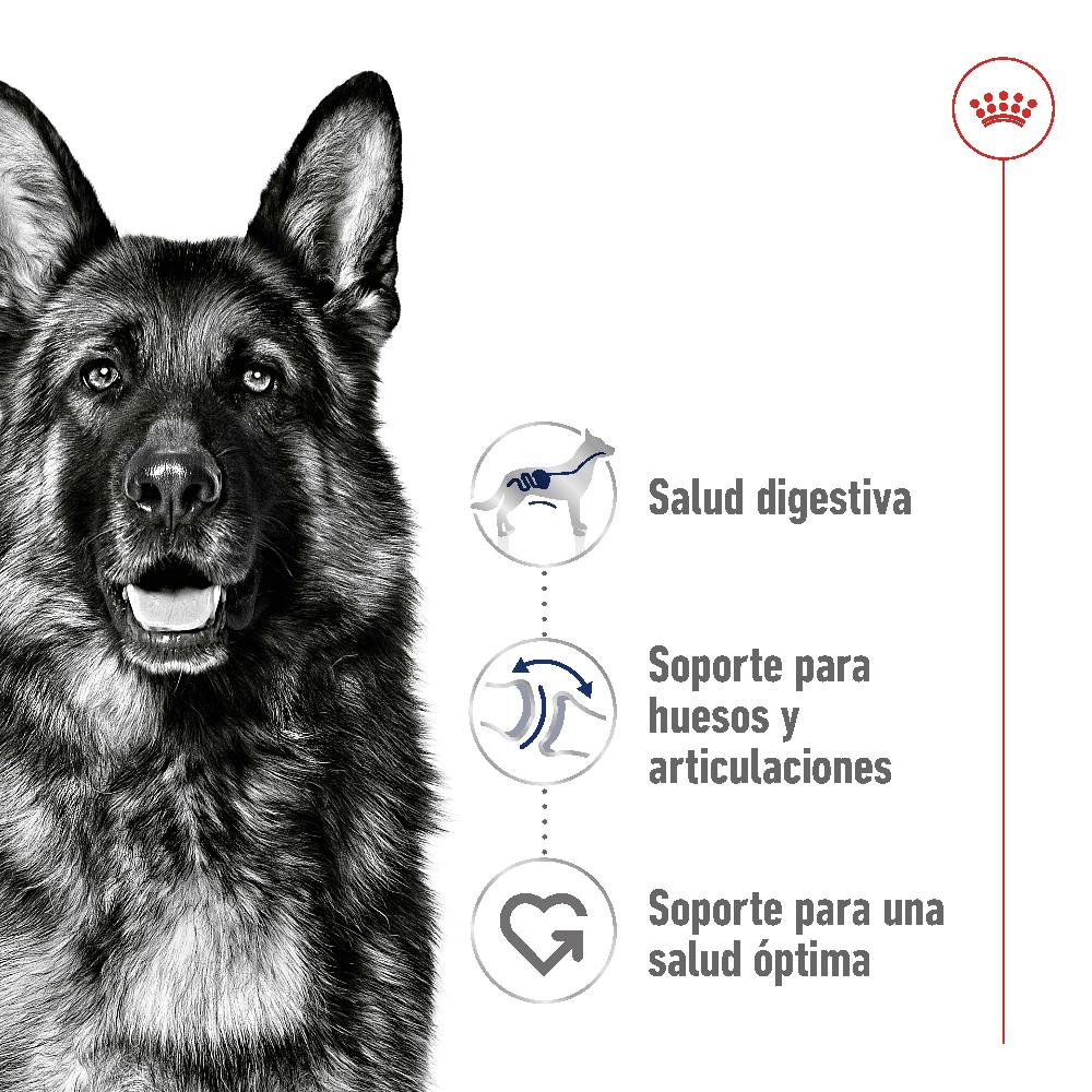 Miscota Royal Canin Maxi Adult Large Breed Dog Food per Cani Adulti di Razza Grande Economico