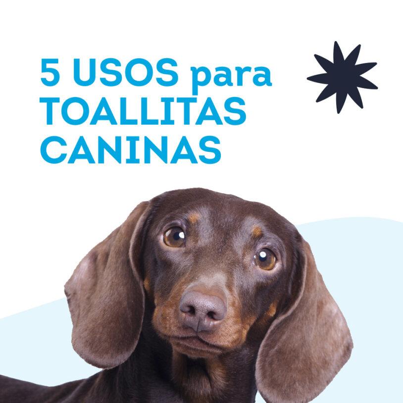 Miscota SUMSU Salviette umidificate con clorexidina per cani e gatti Vendita Calda