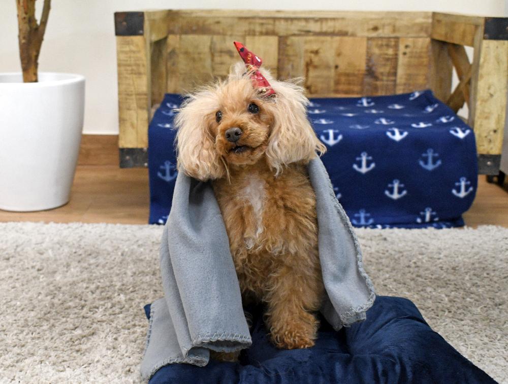 Miscota Musqui Coperta grigia extra morbida per cani Vendita Economica