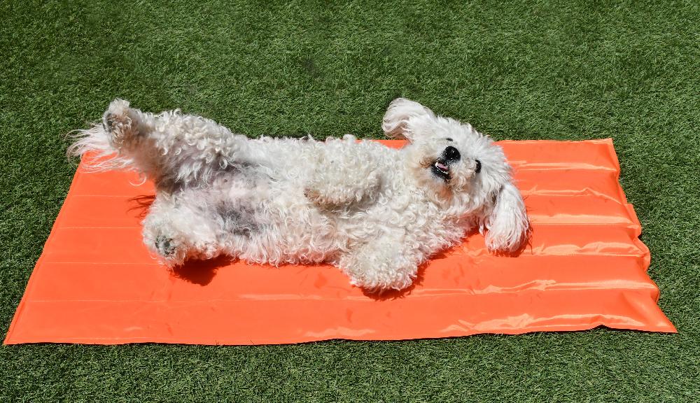 Miscota Musqui Coperta rinfrescante arancione per cani e gatti Consegna Veloce
