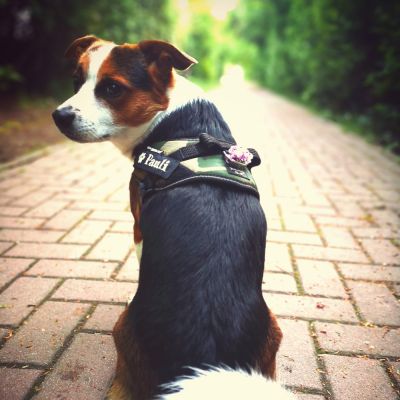 Miscota Julius K9 IDC Harness Camouflage Fino Al -60%