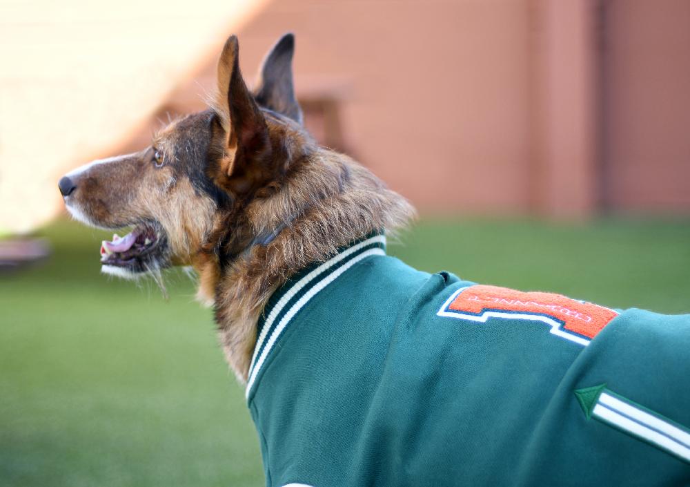 Miscota FuzzYard Giacca Letterman Verde Vendita Economica