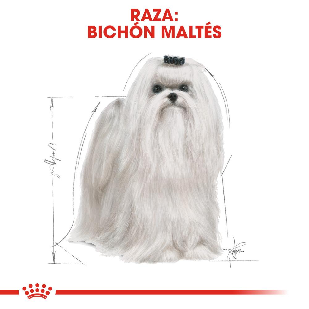 Miscota Royal Canin Maltese Adult Cibo per Cani Adulti Maltes In Saldo
