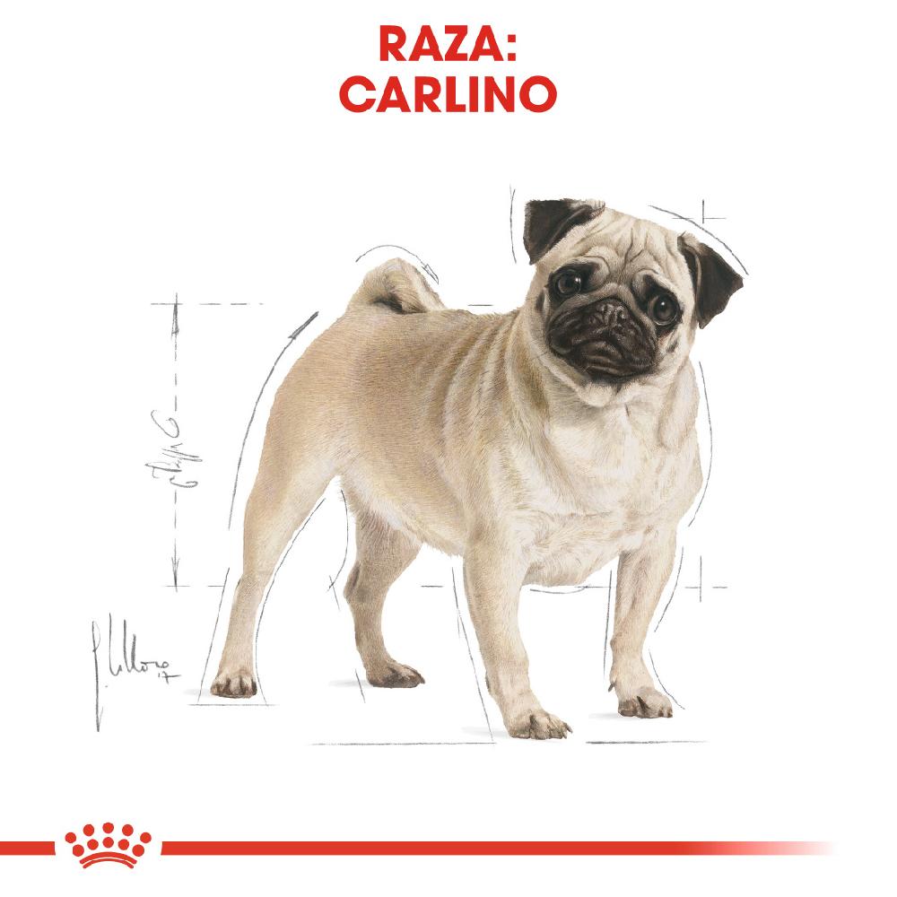 Miscota Royal Canin Cibo Secco per Cani Pug Adult Qualità Garantita