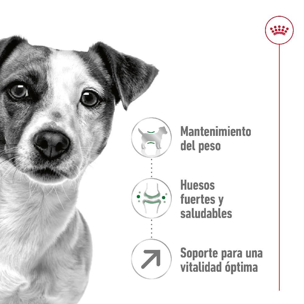 Miscota Royal Canin Mini Adult 8+Cibo per cani anziani di piccola taglia Hotsell