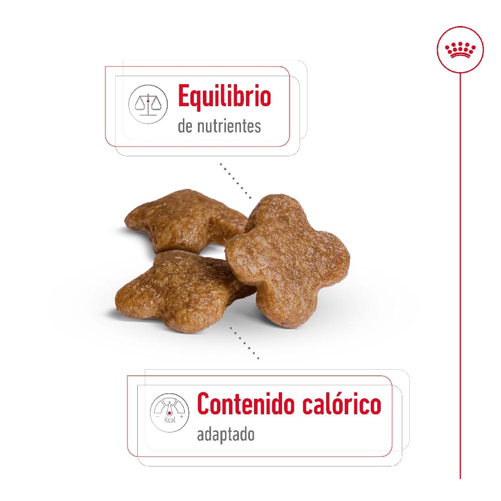Miscota Royal Canin Mini Adult 8+Cibo per cani anziani di piccola taglia Hotsell
