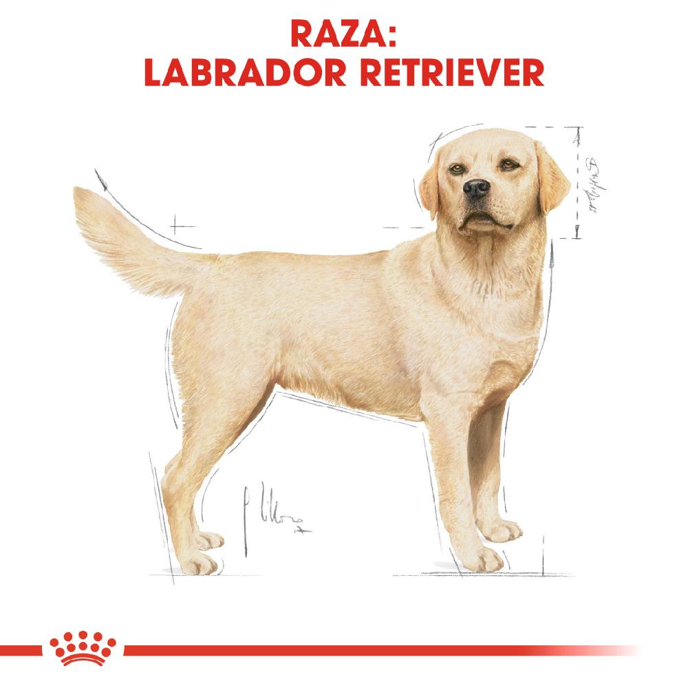 Miscota Royal Canin Labrador Retriever Adult Cibo per cani di Razza Pura Italia