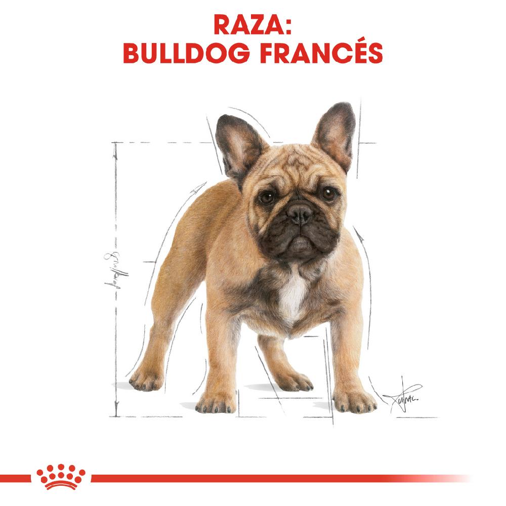 Miscota Royal Canin French Bulldog Adult Cibo per Cani Adulti Bulldog Francese Consegna Veloce