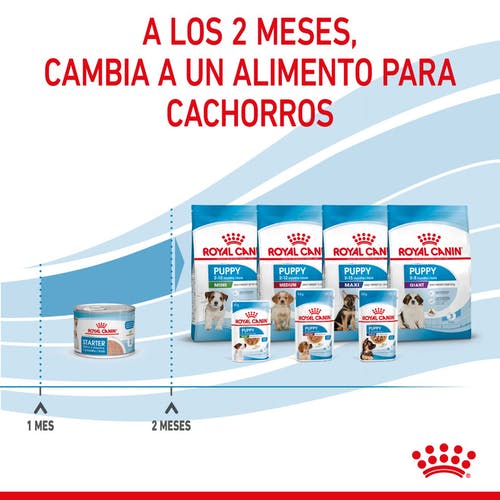 Miscota Pacco 12 Royal Canin Cibo Secco per Cani Starter Mousse Nuovo
