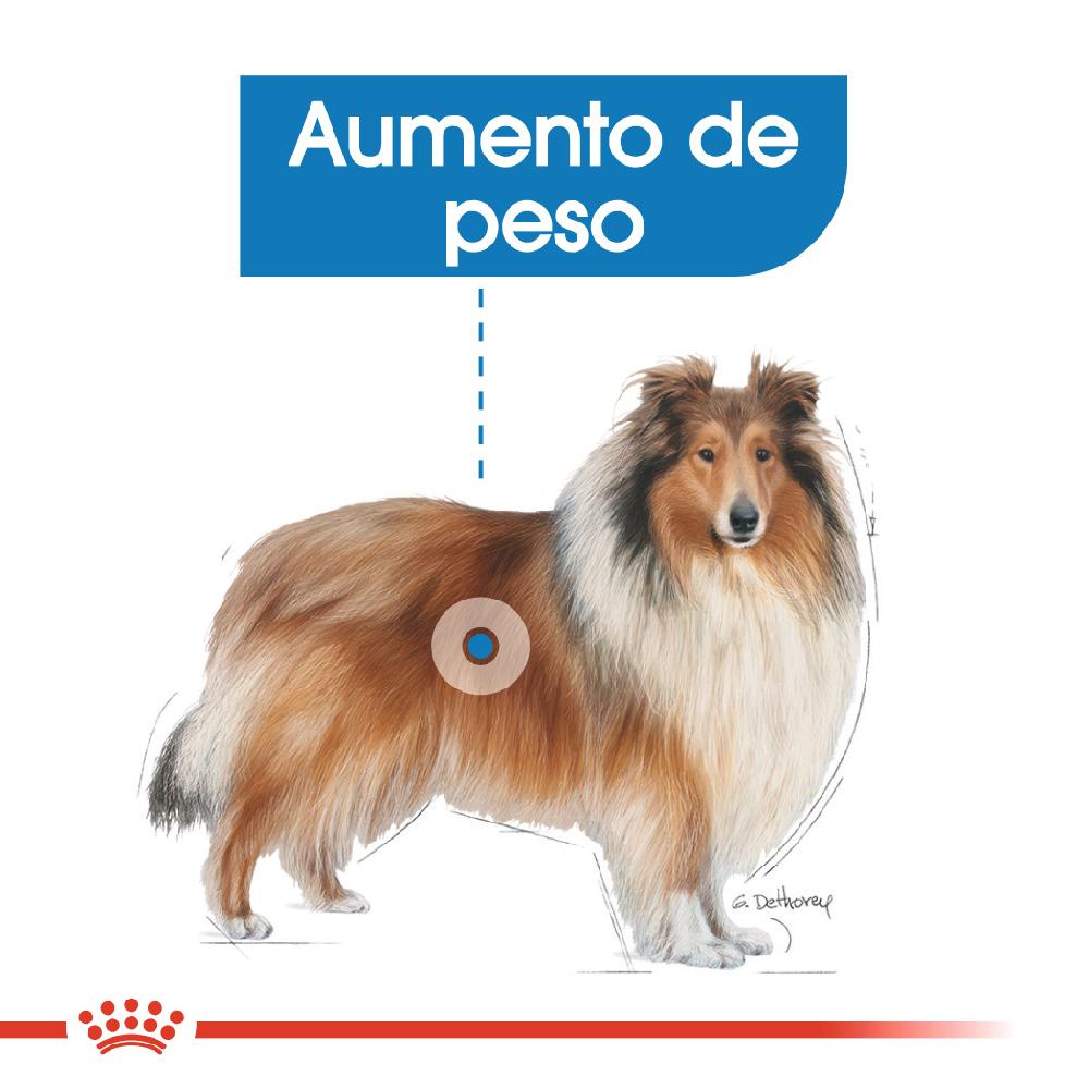 Miscota Royal Canin Maxi Light Weight Care per la gestione del peso in Plus Size Negozi Online