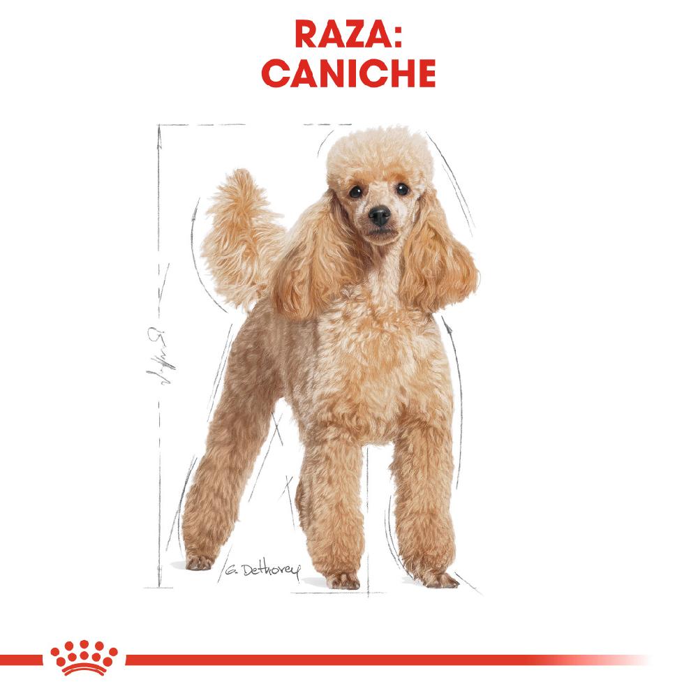 Miscota Royal Canin Poodle Adult Convenienza