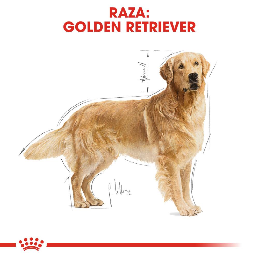 Miscota Royal Canin Golden Retriever Adult per Cani di Razza Adulti Negozio