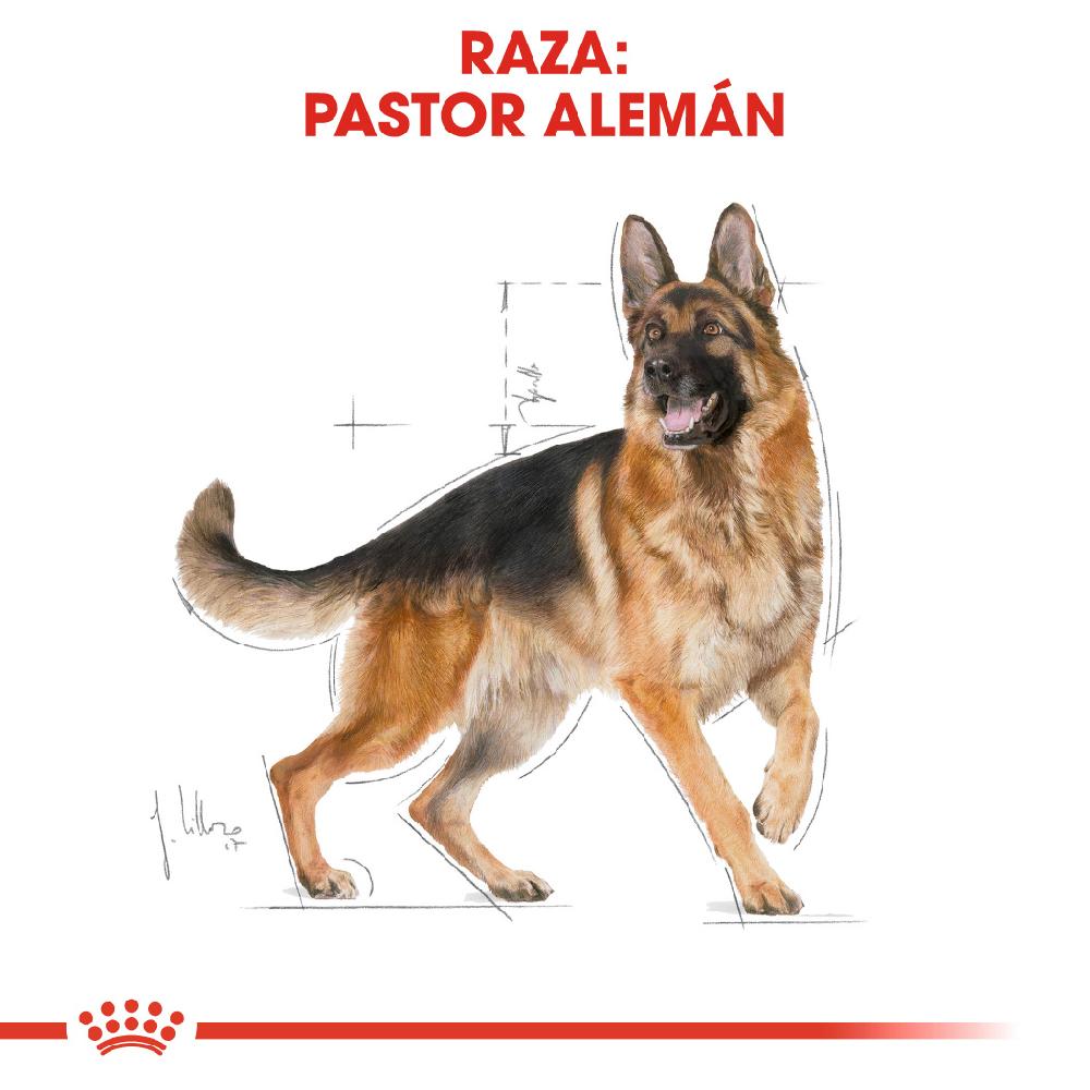 Miscota Royal Canin German Shepherd Adult Cibo per cani Adulti Pastore Tedesco Ultimi tre giorni