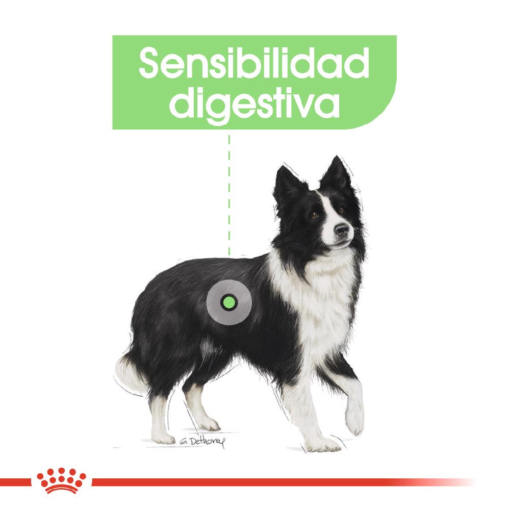 Miscota Royal Canin Medium Digestive adulti con sensibilità digestiva Nuovo